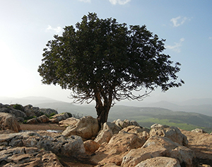 החזון מתגשם: כך מיישבים את יישובי הנגב והגליל