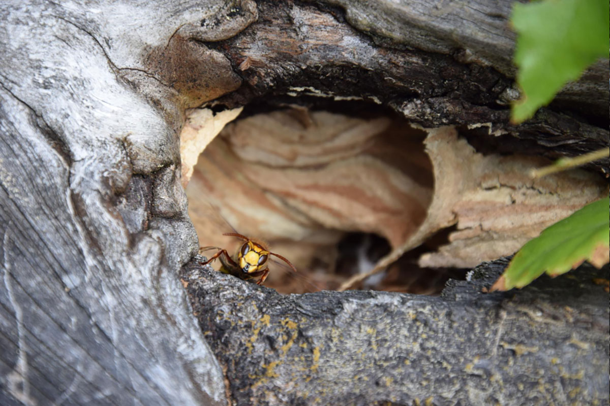 דבורת עץ יכולה לעקוץ?