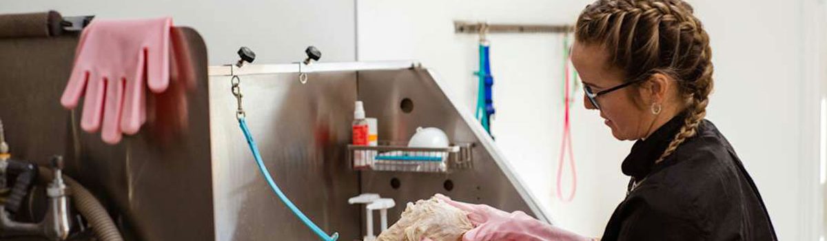 איך לבחור שמפו נכון לכלב שלכם לפי פרווה, עור ושגרה?