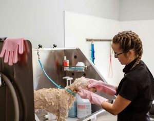 איך לבחור שמפו נכון לכלב שלכם לפי פרווה, עור ושגרה?