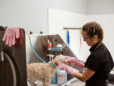 איך לבחור שמפו נכון לכלב שלכם לפי פרווה, עור ושגרה?